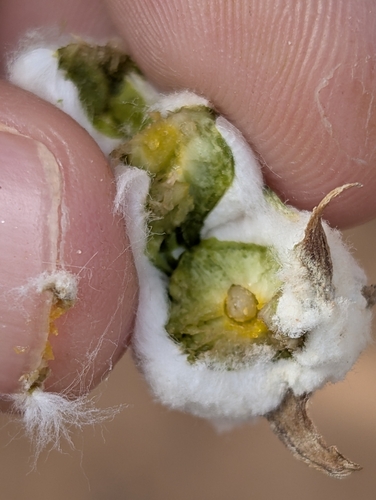 Unknown species found near Hurricane, UT 84737, USA
