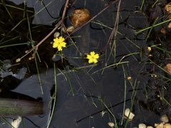 Nymphoides exiliflora