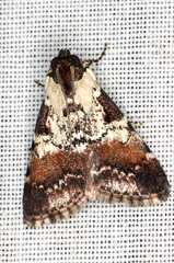 Orthaga rubridiscalis