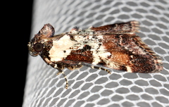 Orthaga rubridiscalis