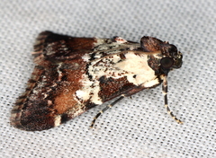 Orthaga rubridiscalis