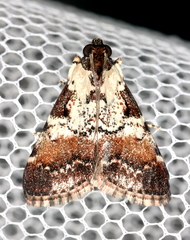 Orthaga rubridiscalis