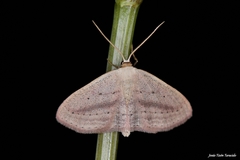 Scopula emutaria