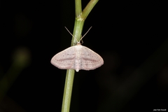 Scopula emutaria
