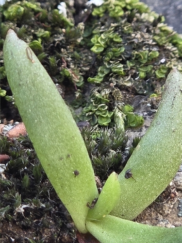 Sticky Dudleya foliage