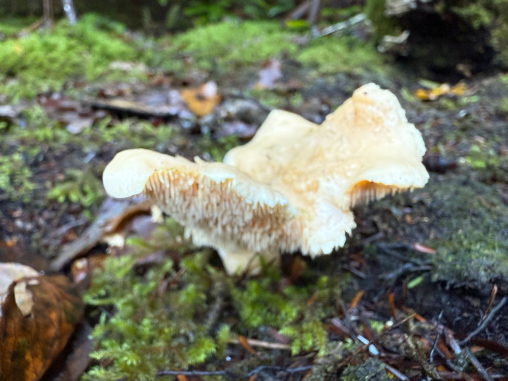 Hydnum repandum · November 2025 · photo: © simoncolenutt (iNaturalist, cc-by)