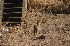Hydropotes inermis argyropus