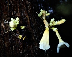 Colea