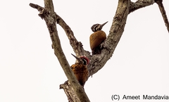 Chrysocolaptes guttacristatus