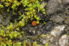 Lamprospora miniata