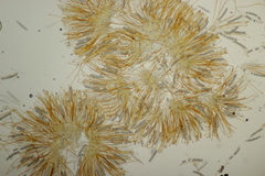 Lamprospora miniata