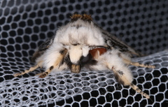 Iropoca rotundata