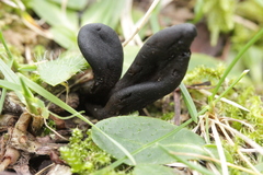 Geoglossum fallax