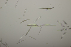 Geoglossum fallax