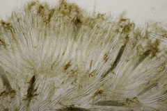 Geoglossum fallax