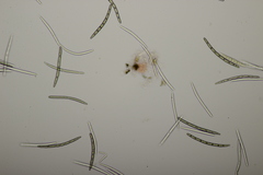 Geoglossum fallax