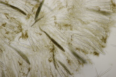 Geoglossum fallax