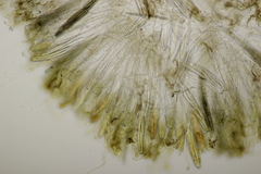 Geoglossum fallax