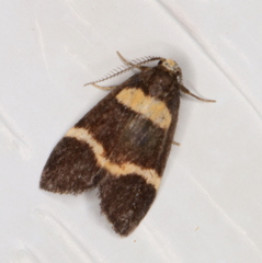 Thallarcha phalarota