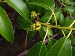 Excoecaria agallocha