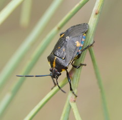 Aplerotus maculatus