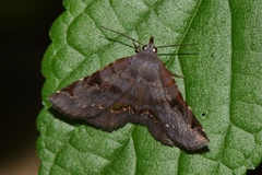 Mecodina