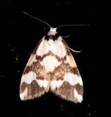 Thallarcha staurocola