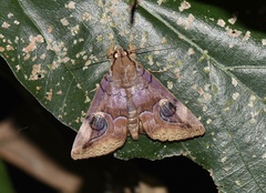 Ommatophora luminosa