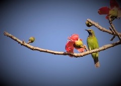 Chloropsis aurifrons