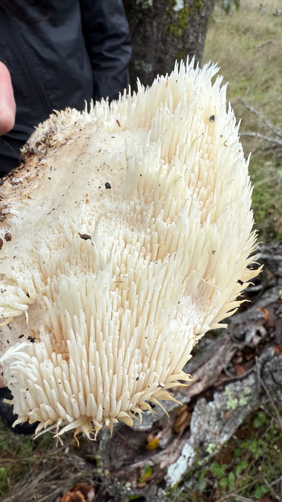 Hericium erinaceus · November 2025 · photo: © sterling (iNaturalist, cc-by)