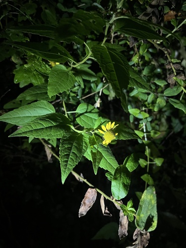 Leptocarpha rivularis, photograph 2