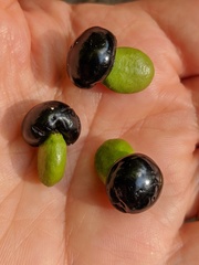 Apodytes brachystylis