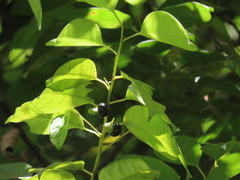 Apodytes brachystylis