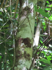 Apodytes brachystylis
