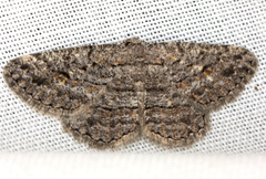 Zermizinga sinuata