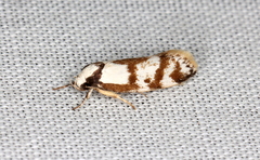 Palimmeces variegata