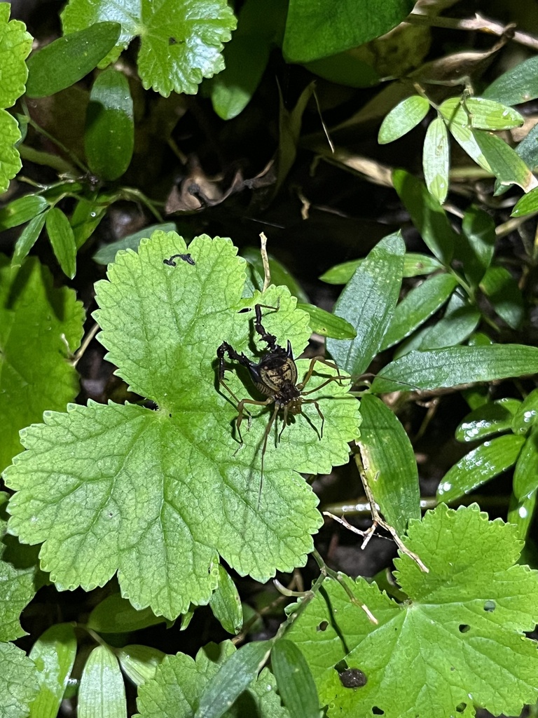 Neogonyleptes docilis