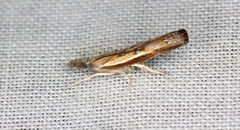 Ptochostola microphaeellus