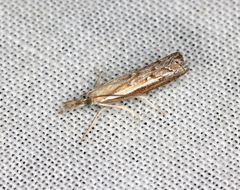 Ptochostola microphaeellus