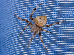 Araneus tartaricus