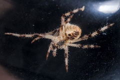 Araneus tartaricus