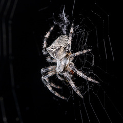 Araneus tartaricus