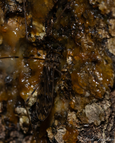 Unknown species found near Durham County, NC, USA