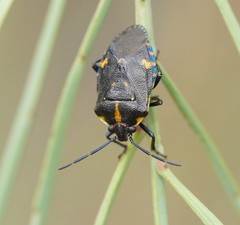 Aplerotus maculatus