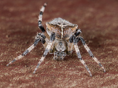 Araneus tartaricus