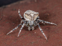 Araneus tartaricus