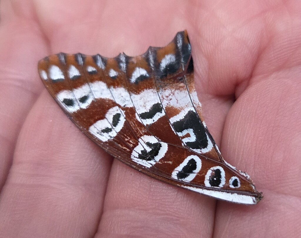 Charaxes andranodorus