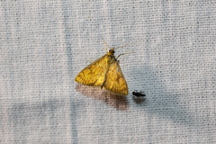 Ecpyrrhorrhoe rubiginalis