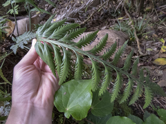 Asplenium flaccidum flaccidum