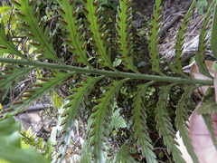 Asplenium flaccidum flaccidum